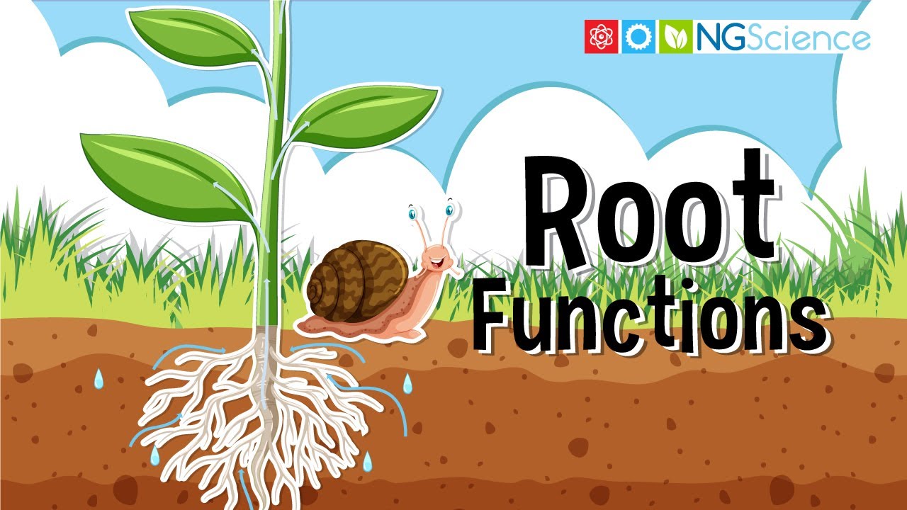 Root Functions - YouTube