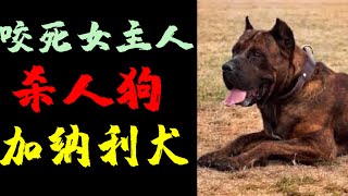 凶狗特辑 EP 1 西班牙加纳利犬 Canario ｜有案例｜【世界凶猛犬种】｜【咬死女主人】｜【天热脾气大】