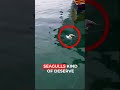 seagull gets captured by a huge fish shorts