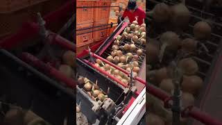 begini panen bawang bombai sangat mudah #agriculture