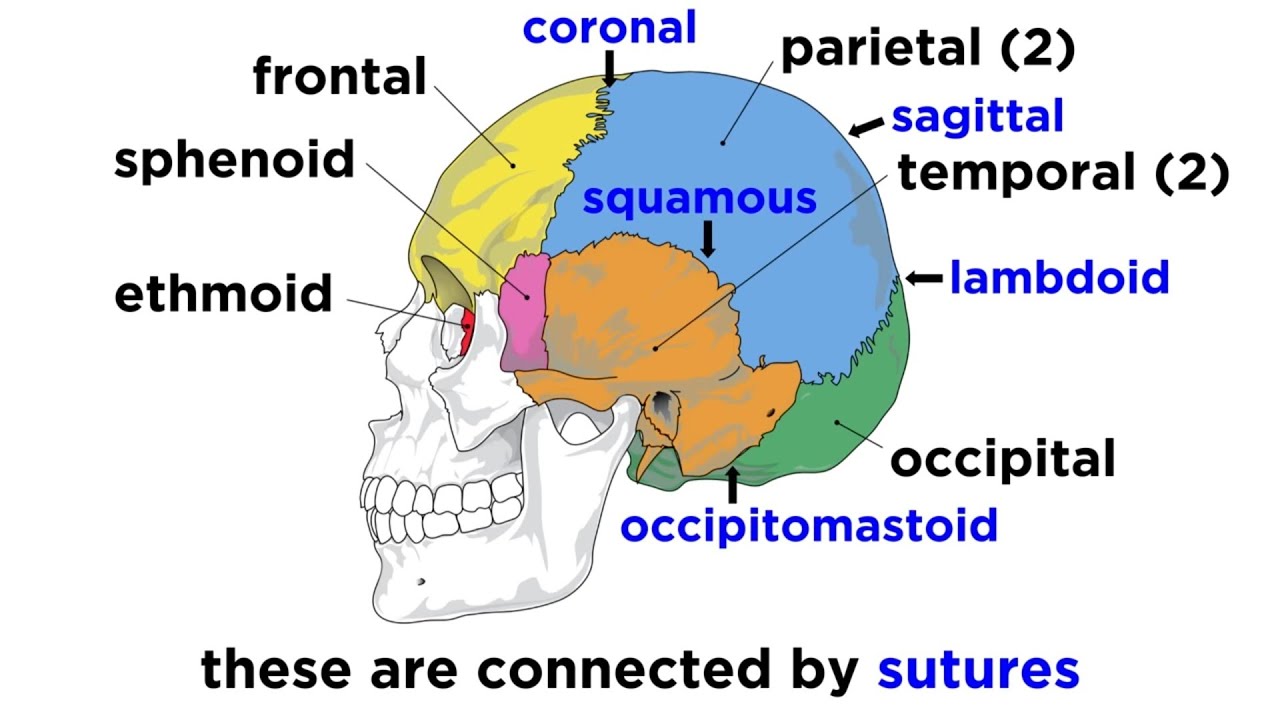 Cranial Sutures Anatomy