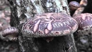 🚶‍♂️ Japanese Shiitake Mushrooms 椎茸 シイタケ - Softypapa Adventures - Walking in Japan