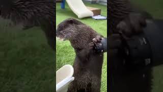 This Otter  style will make you laugh ❤️🐾 |  ऊदबिलाव का ये अंदाज आपको हँसा देगा ❤️🐾