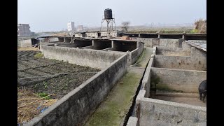 कति बंगुर पाल्दा कत्रो खोर बनाउने? बंगुरको खोर बनाउने तरिका! Pig Farming in Nepal