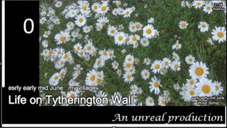 Roses & Oxeye Daisies .. my village Wednesday 11th June 2025