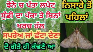 ਝੋਨੇ ਚ ਪੱਤਾ ਲਪੇਟ ਦਾ ਨੁਕਸਾਨ ਅਤੇ ਰੋਕਥਾਮ💯 | Paddy leaf folder management