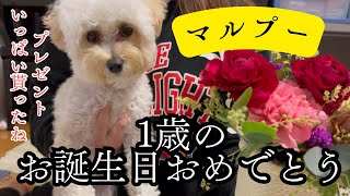 【マルプー】1歳お誕生日おめでとう！サプライズにビックリ！