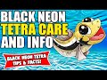 Black Neon Tetra | All About The Black Neon Tetra | Black Neon Tetra Care Guide!