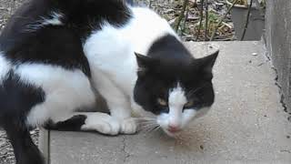 野良ねこがお腹空かせてたのでエサを食べさせみました。