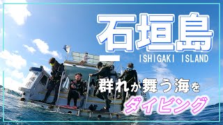 【石垣島 ダイビング】石垣島の屋良部崎コーナーで魚群が舞う海をスキューバダイビング。Scuba diving in Ishigaki Island. Okinawa,Japan.