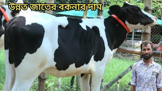 কম দামে উন্নত জাতের হলেস্টেইন ফ্রিজিয়ান বকনা সাথে ক্যাশ অন ডেলিভারি