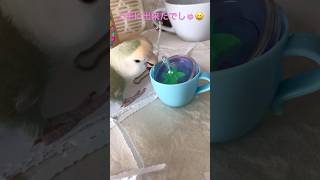 20241122/コザクラインコのチャー/上手に出来たでしゅ😆