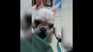 怒られたのに、今日はキレない子犬！#フレンチブルドッグ #クリーム女の子#生後６ヶ月パピー#frenchbulldog #子犬#フレブル#