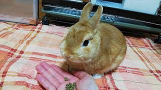 うさぎに手でえさをあげてみる(≡・x・≡)　ネザーランドドワーフ　モイ🐰