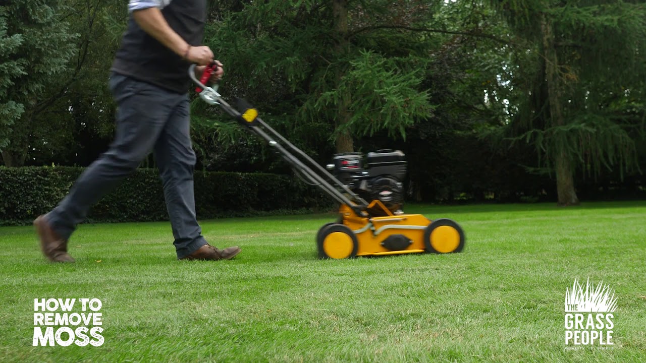 Moss Removal From Lawns At Patricia Chilton Blog