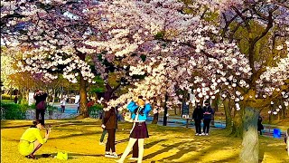 [4K SEOUL] 올림픽공원,몽촌토성 | 서울에서 가장 아름다운 벚꽃 명당 찾기 | Find the most beautiful cherry blossom spot in Seoul