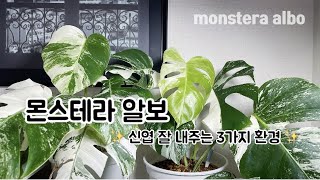 Monstera Albo | 몬스테라 알보 신엽 잘 내주는 환경 3가지!!!