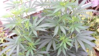 Darkstar Male Cannabis Plant