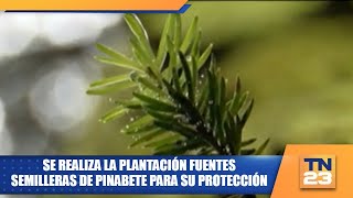 Se realiza la plantación fuentes semilleras de pinabete para su protección