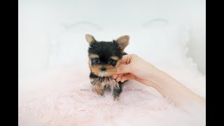 Adorable🖤Micro teacup yorkie🐾 - Aloha Teacup Puppies