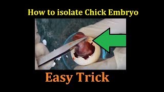 Easy trick to isolate chick embryo without sophisticated instruments