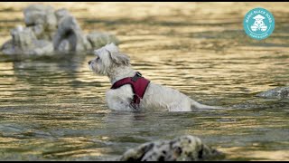 Insegnare il cane a entrare in acqua