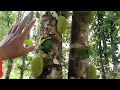 cempedak badak or wild jackfruit season