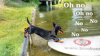 On holiday in our own village| Dachshunds on a sup board.