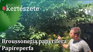 Broussonetia papyrifera - Papíreperfa