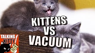 Talking Kitty Cat 49 - Kittens vs. Vacuum