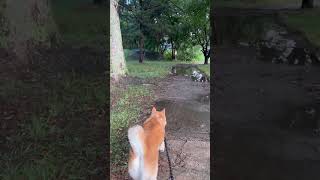 雨上がりの河川敷散歩へ行く柴犬マメ