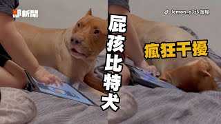 比特犬求弟陪玩遭忽略　調皮用身體撞平板求關注🥺｜寵物動物｜狗｜小主人