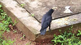 Jungle crow or Large billed crow