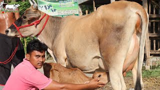 ১৪৫ হাজার টাকা থেকে বাঘাবাড়ী এলাকার পিওর জার্সিসহ দুধের ও প্রেগন্যান্ট গাভী।