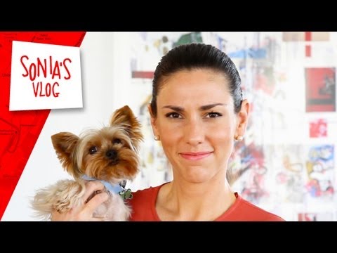 Travel Tips: How to choose a pet carrier for travel Travel Tips: How to choose a pet carrier for travel