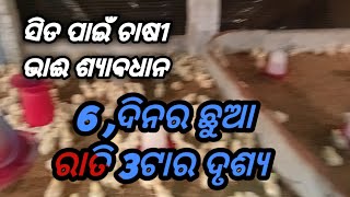 ସିତ ପାଇଁ ଶ୍ୟାଵଧାନ କୁକୁଡ଼ା ଚାଷି ଭାଈ #youtube #vlog #video #viral#odiapua balaram