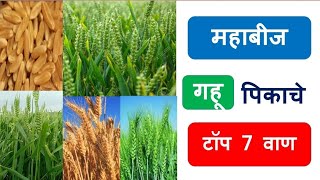 गहू टॉप ७ वाण l gahu top 7 varieties l gahu lagavad l gahu biyane mahiti l