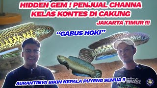 PENJUAL CHANNA KELAS KONTES HIDDEN GEM DI CAKUNG JAKARTA TIMUR !! GABUS HOKI