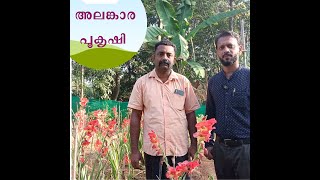 HOW TO PLANT GLADIOLUS  | ALANKARA POOKRISHI അലങ്കാര പൂ കൃഷി ഗ്ലാഡിയോലസ്