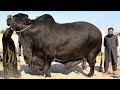 World Biggest Bull Charcoal Bull of Crescent Cattle Farm 2026 | Bakra Mandi Cow Mandi Qurbani 2026