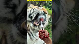 Never play with a tiger like that।🧐😱#shortvideo #amazingfacts