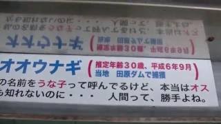 長崎市樺島のオオウナギ井戸へ…　残念ながら8代目うな太郎は亡くなっていた(ToT)　20161030 105702