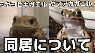 【教えてシュレーゲルマスター】第1回 ヤマアカガエルとミヤコヒキガエルの同居について