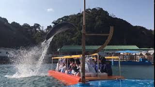 究極のイルカショー！下田海中水族館　アメージングシート　始まりました！