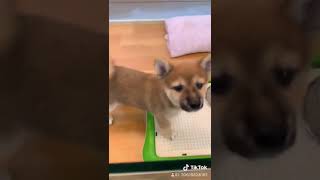 倍倍寵物-豆柴型 日本柴犬2019/04/12