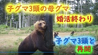 子グマ3頭の母グマ　婚活終わり子グマ達と再開　巨大ヒグマ　トレイルカメラ　Brown Bear Trail camera　Hunting camera　北海道ヒグマチャンネル　ヒグマ　羆