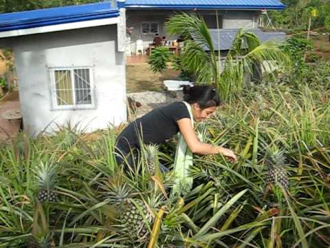 PATIKIM NG PINYA PART 1!! - YouTube