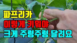 파프리카 올해는 줄을 띄워서 키워보려고해요. 위로 키워서 더 많이 병충해 없이 키워보려고해요.