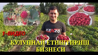 КУЛУПНАЙ ЕТИШЬИРИШ ВА ПАРВАРИШЛАШ. КЕРАКЛИ ТАВСИЯЛАР ХАММАСИ ШУ ЕРДА