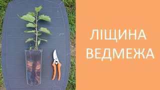 Ліщина ведмежа від А до Я. Corylus colurna